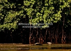 HERON EN MANGROVE - copie.jpg